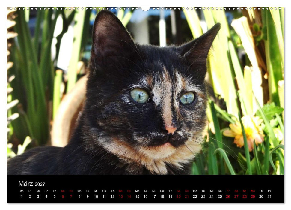Katzen auf der Welt (CALVENDO Wandkalender 2027)