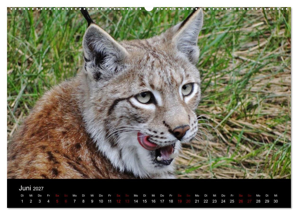 Katzen auf der Welt (CALVENDO Wandkalender 2027)