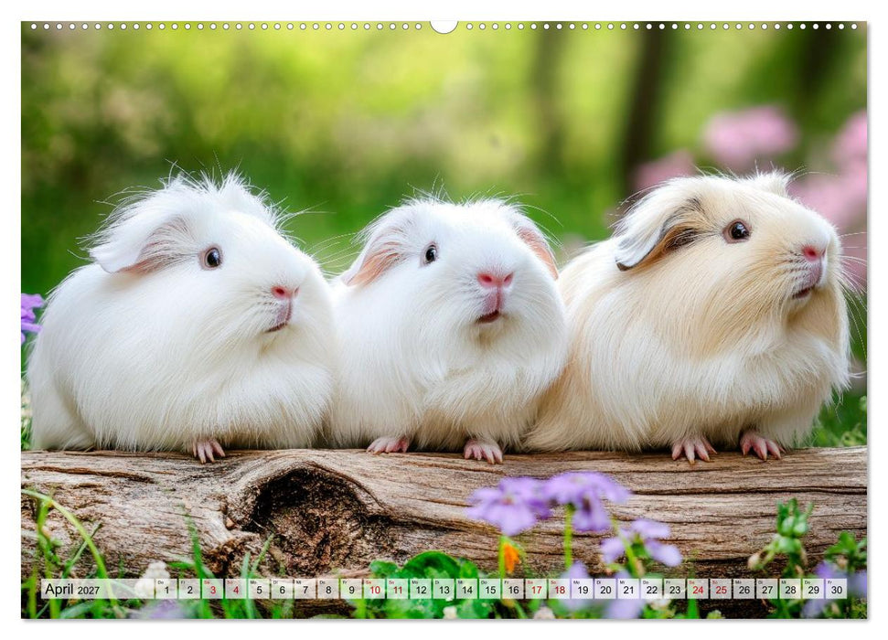 Meerschweinchen - Flauschige Freunde fürs Herz (CALVENDO Wandkalender 2027)