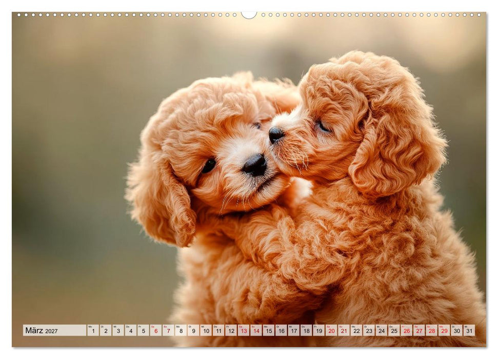 Knuffige Hundewelpen - Freude auf vier Pfoten (CALVENDO Premium Wandkalender 2027)