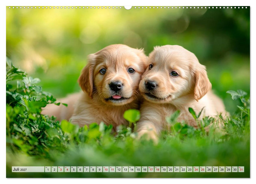Knuffige Hundewelpen - Freude auf vier Pfoten (CALVENDO Premium Wandkalender 2027)