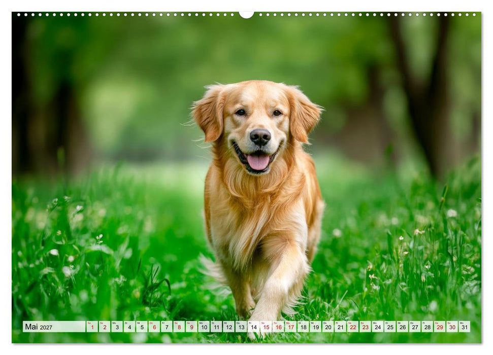 Süße Golden Retriever - Freunde fürs Leben (CALVENDO Premium Wandkalender 2027)