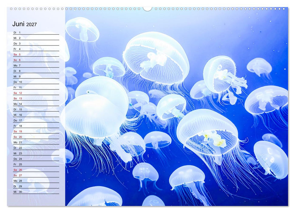 Quallen - Faszinierende Urzeitwesen der Meere (CALVENDO Premium Wandkalender 2027)