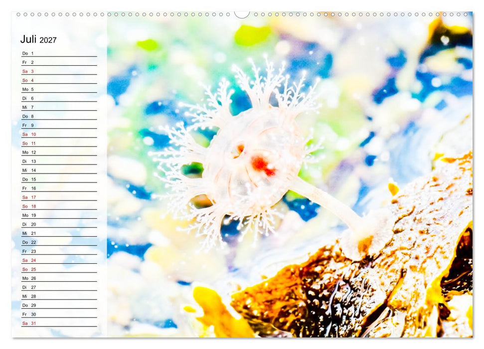 Quallen - Faszinierende Urzeitwesen der Meere (CALVENDO Premium Wandkalender 2027)