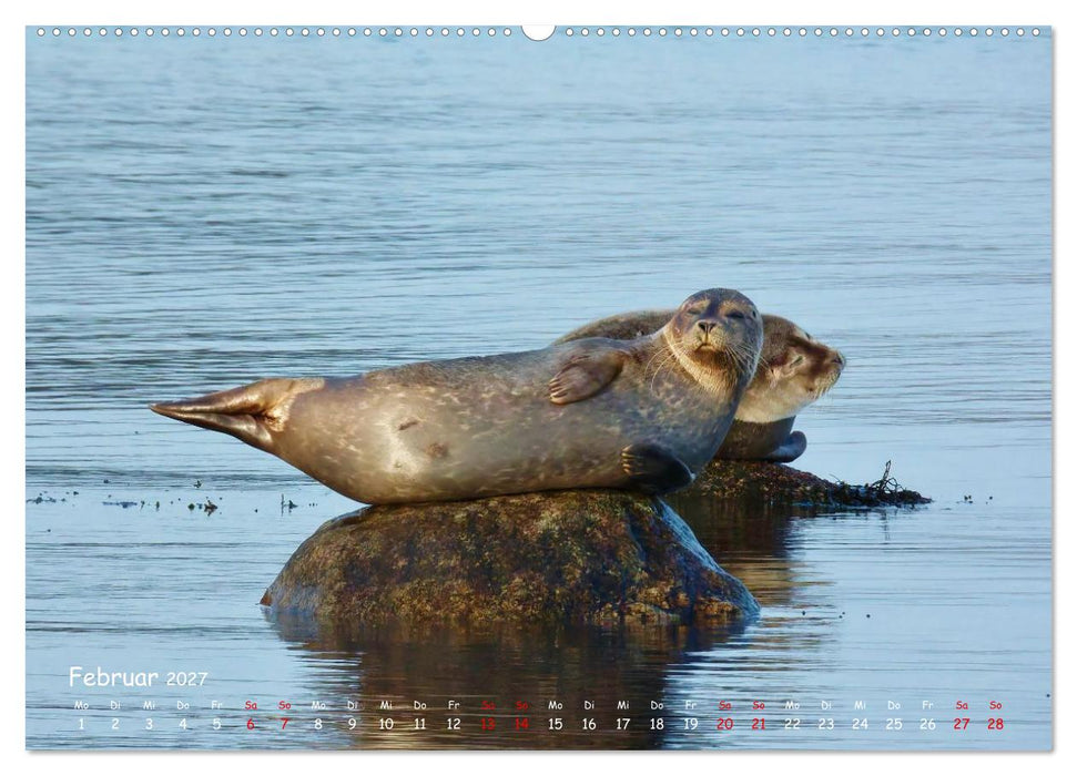 Wilder Nordosten - Aug in Aug mit Tieren der Ostseeregion (CALVENDO Premium Wandkalender 2027)