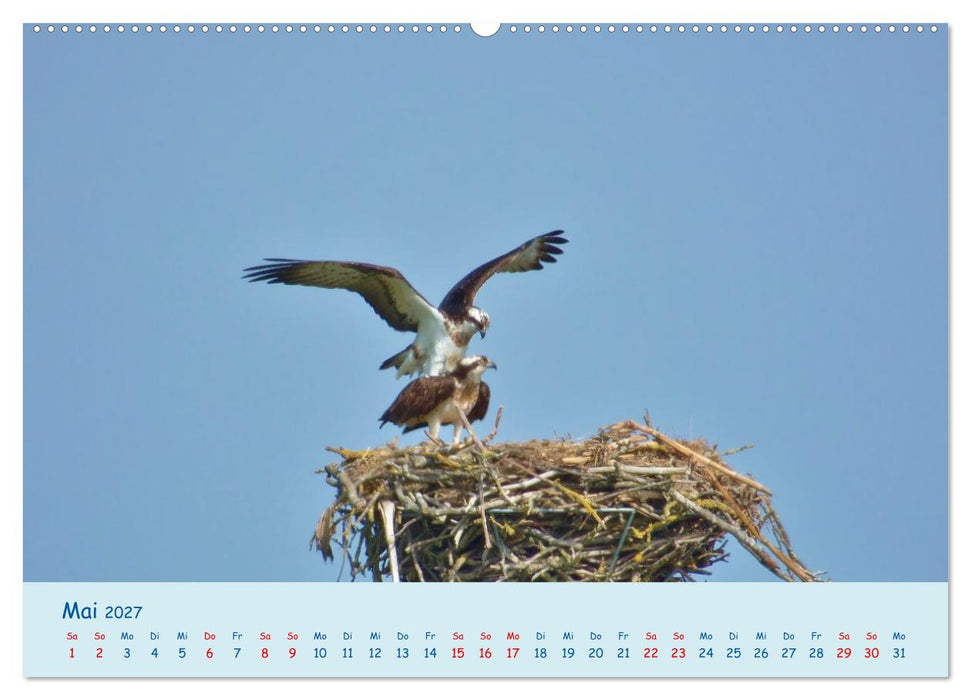 Wilder Nordosten - Aug in Aug mit Tieren der Ostseeregion (CALVENDO Premium Wandkalender 2027)
