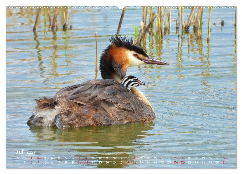 Wilder Nordosten - Aug in Aug mit Tieren der Ostseeregion (CALVENDO Premium Wandkalender 2027)