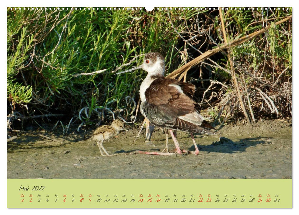 Wildes Südfrankreich (CALVENDO Premium Wandkalender 2027)