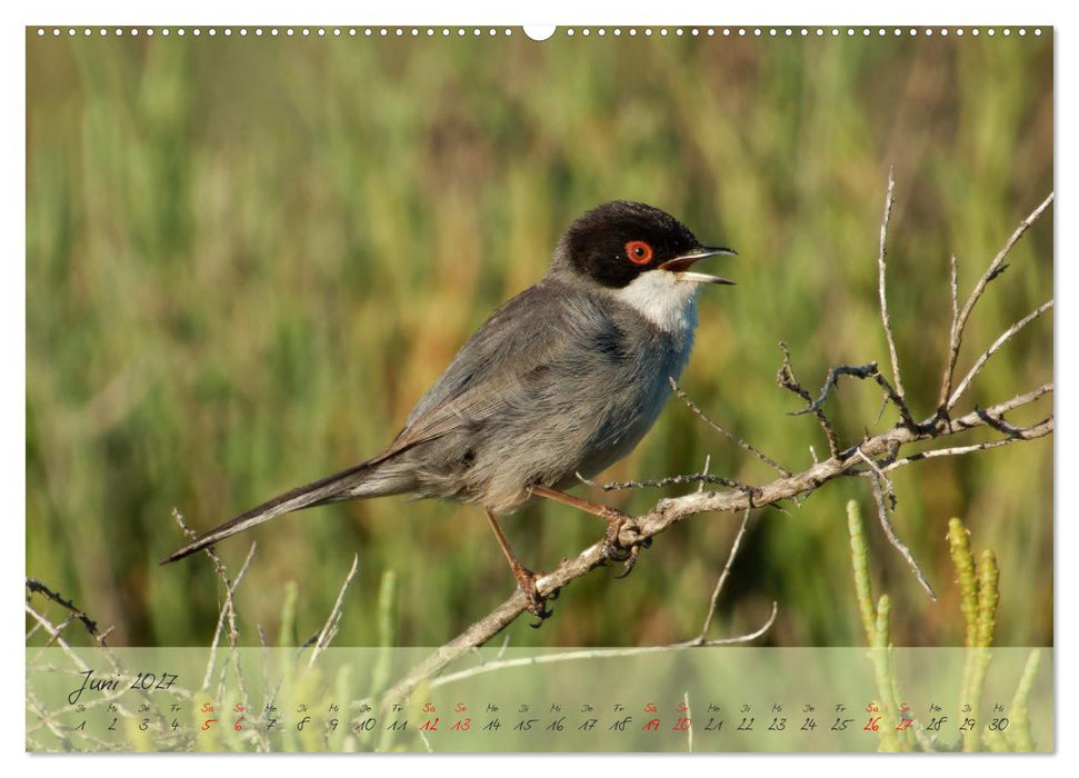 Wildes Südfrankreich (CALVENDO Premium Wandkalender 2027)