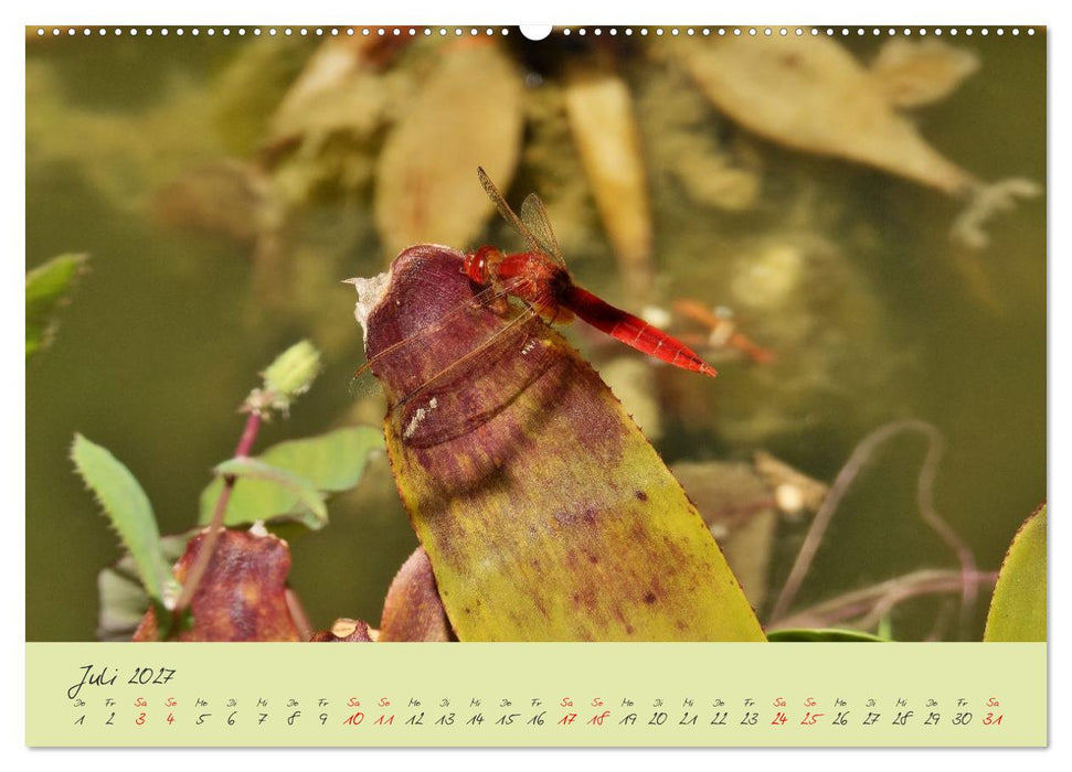 Wildes Südfrankreich (CALVENDO Premium Wandkalender 2027)