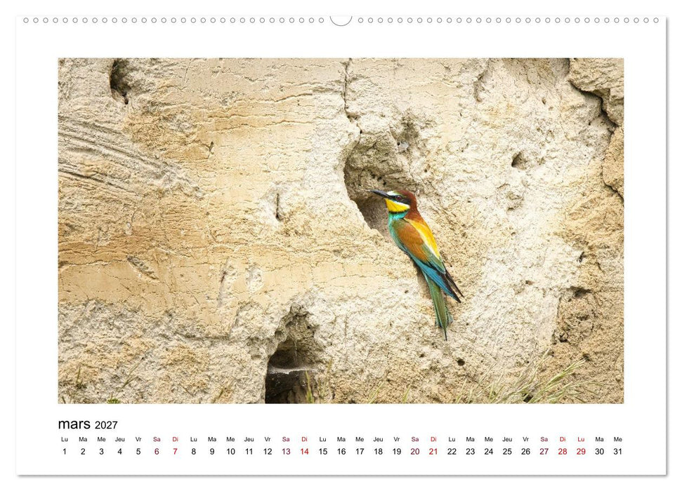 Le guêpier d'Europe (CALVENDO Calendrier supérieur 2027)