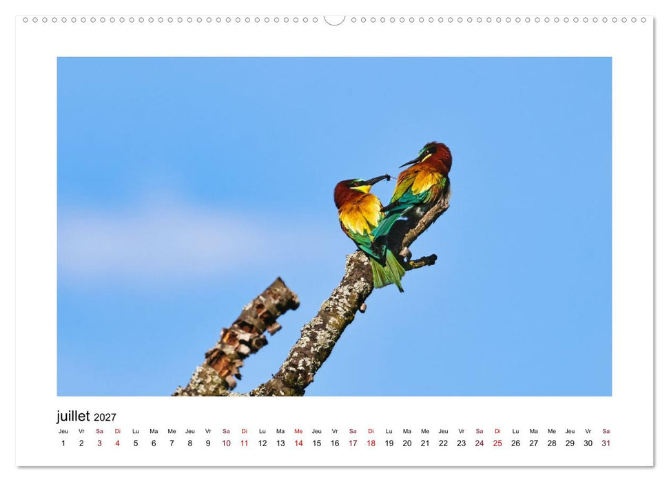 Le guêpier d'Europe (CALVENDO Calendrier supérieur 2027)