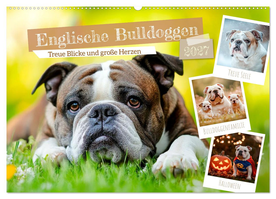 Englische Bulldoggen - Treue Blicke und große Herzen (CALVENDO Wandkalender 2027)