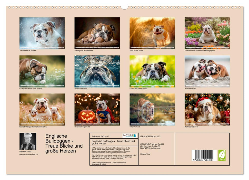 Englische Bulldoggen - Treue Blicke und große Herzen (CALVENDO Wandkalender 2027)
