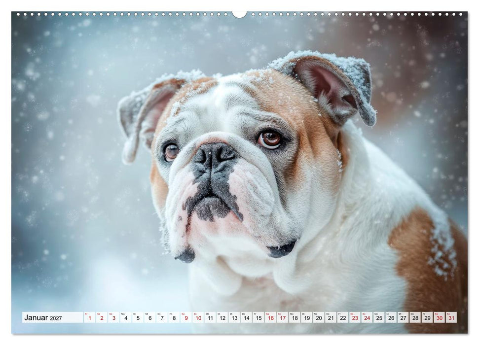 Englische Bulldoggen - Treue Blicke und große Herzen (CALVENDO Wandkalender 2027)