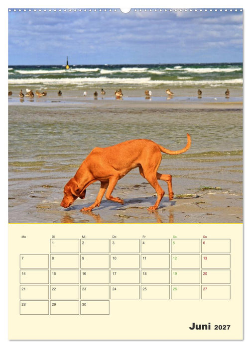 Ein Sehnsuchtsort - Ostseebad Boltenhagen (CALVENDO Wandkalender 2027)