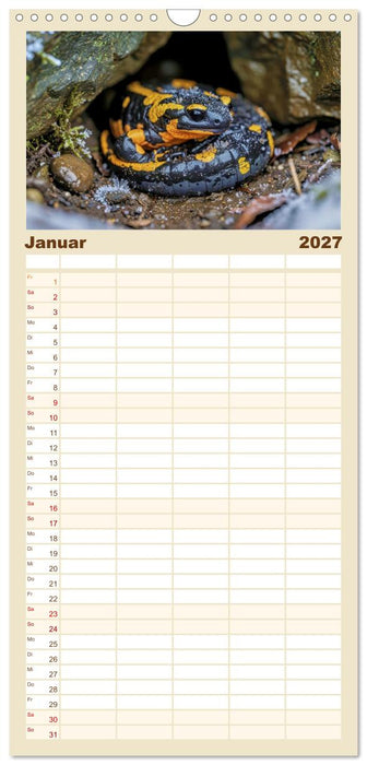 Feuersalamander – Juwel des Waldes (CALVENDO Familienplaner 2027)