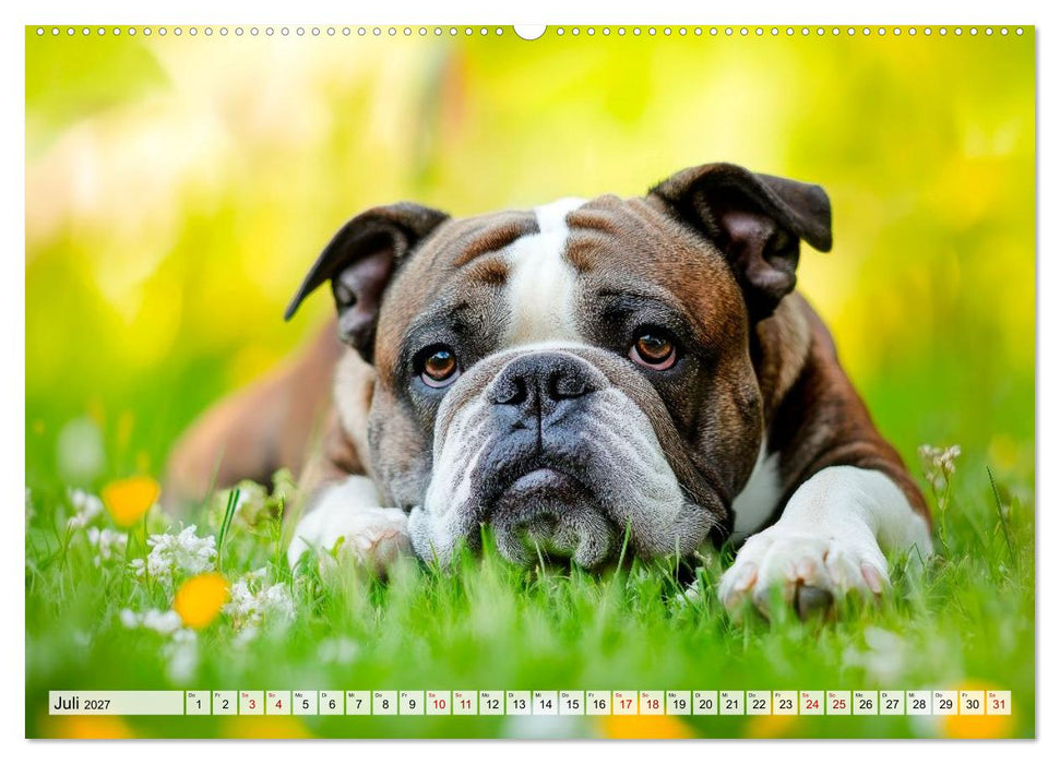 Englische Bulldoggen - Treue Blicke und große Herzen (CALVENDO Premium Wandkalender 2027)