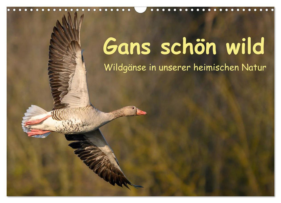 Gans schön wild (CALVENDO Wandkalender 2027)