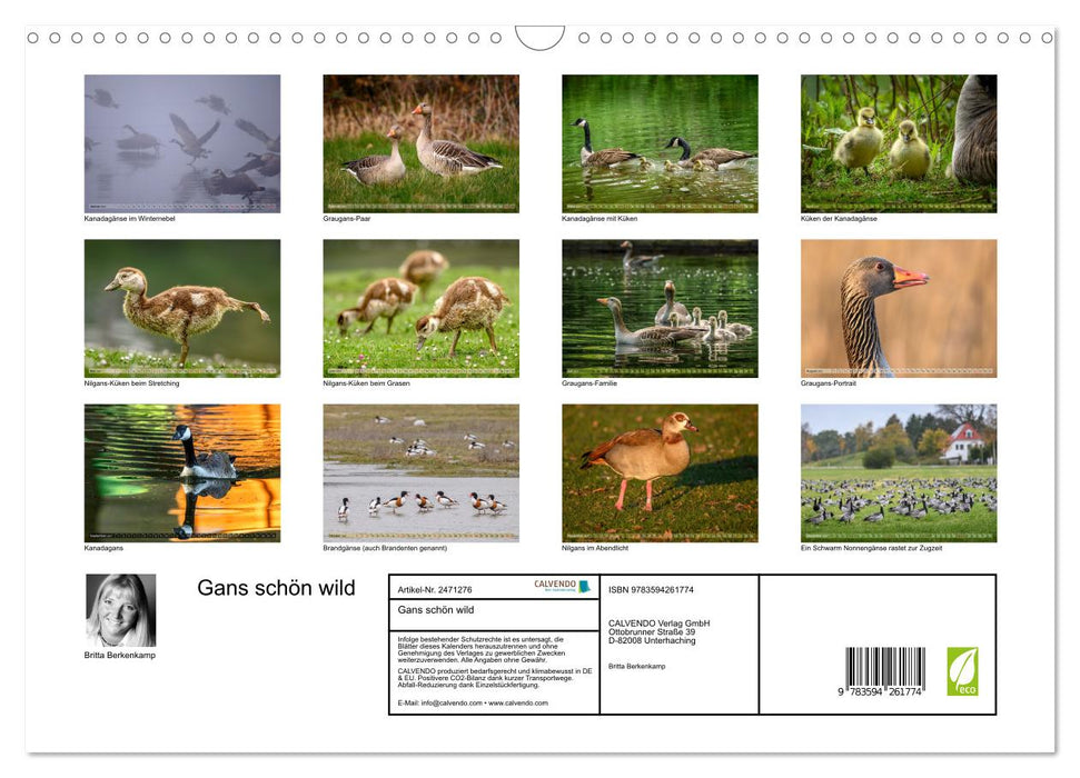 Gans schön wild (CALVENDO Wandkalender 2027)