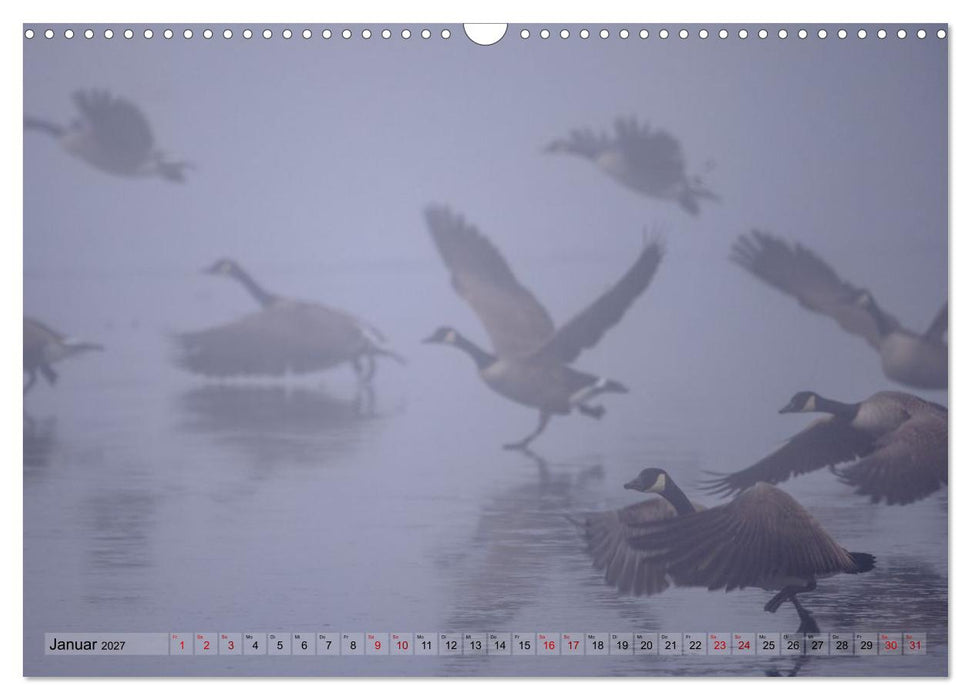 Gans schön wild (CALVENDO Wandkalender 2027)