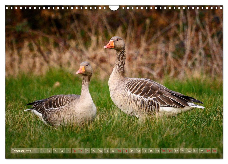 Gans schön wild (CALVENDO Wandkalender 2027)