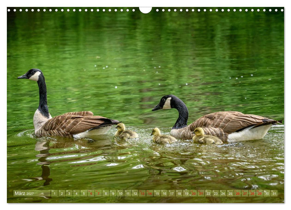 Gans schön wild (CALVENDO Wandkalender 2027)