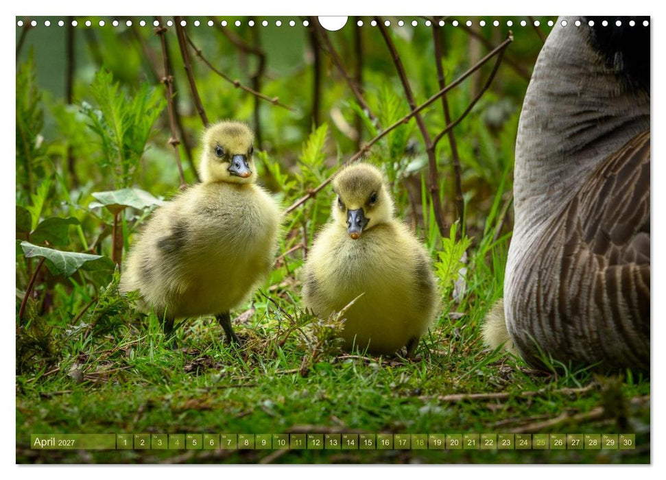Gans schön wild (CALVENDO Wandkalender 2027)