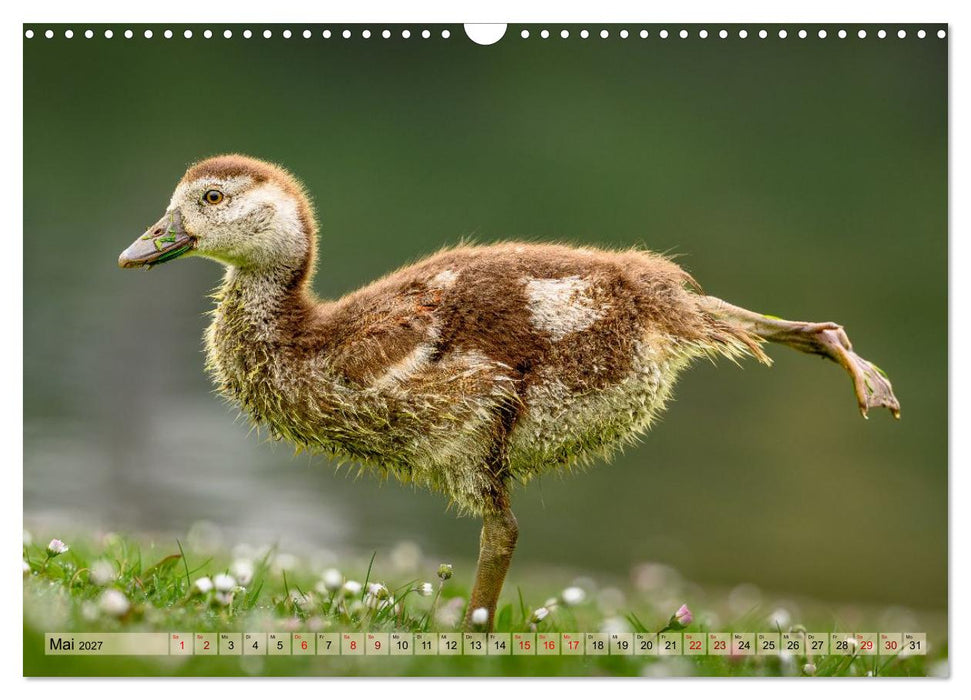 Gans schön wild (CALVENDO Wandkalender 2027)