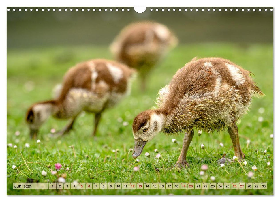 Gans schön wild (CALVENDO Wandkalender 2027)