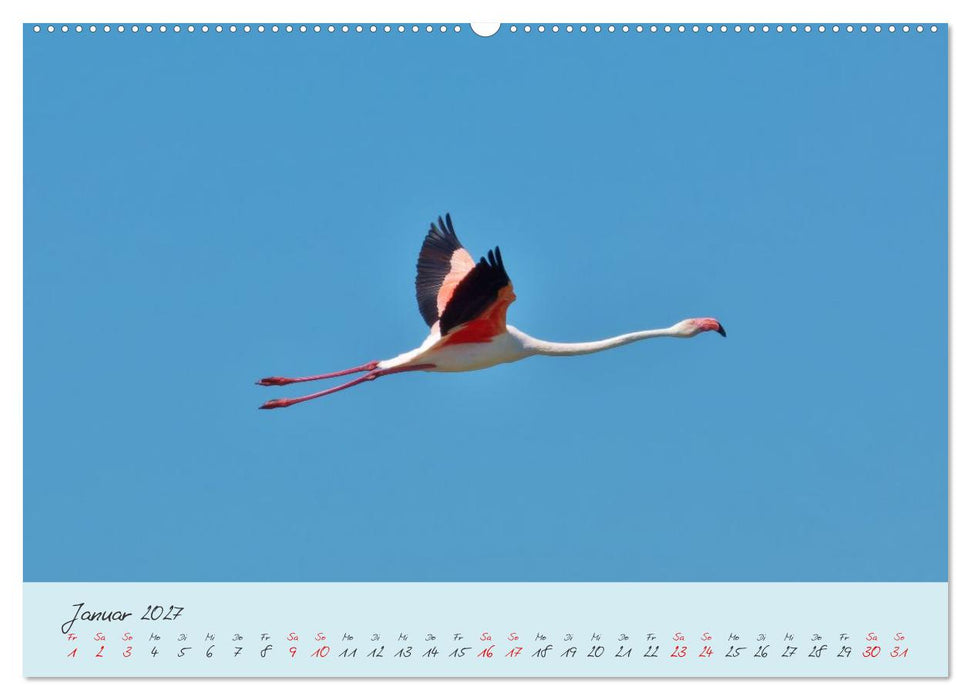 Wildes Südfrankreich (CALVENDO Wandkalender 2027)