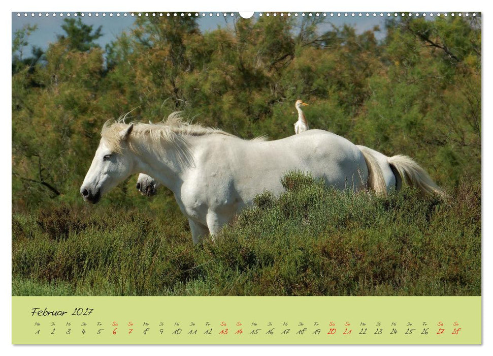 Wildes Südfrankreich (CALVENDO Wandkalender 2027)
