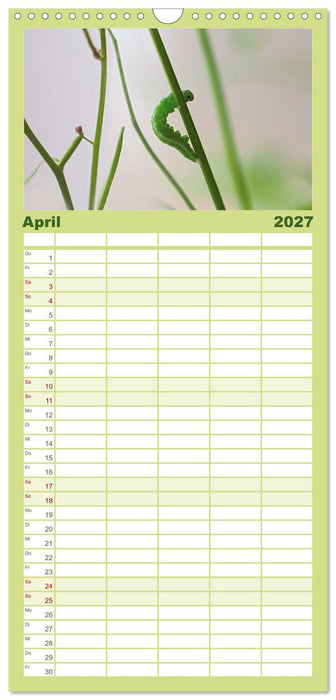 Frühlingsboten Aurorafalter (CALVENDO Familienplaner 2027)