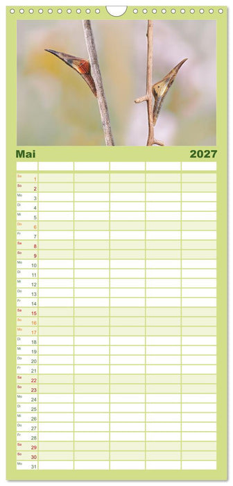 Frühlingsboten Aurorafalter (CALVENDO Familienplaner 2027)