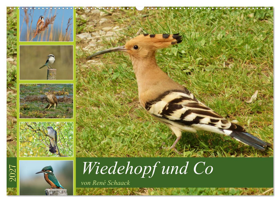 Wiedehopf und Co - von René Schaack (CALVENDO Wandkalender 2027)