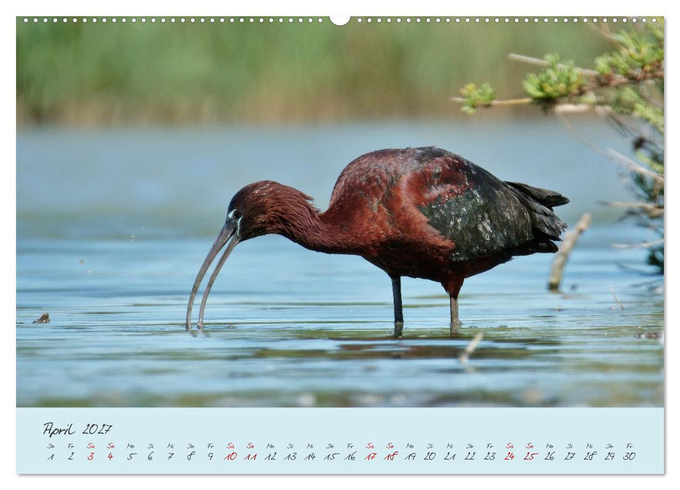 Wilde Toskana - von René Schaack (CALVENDO Wandkalender 2027)