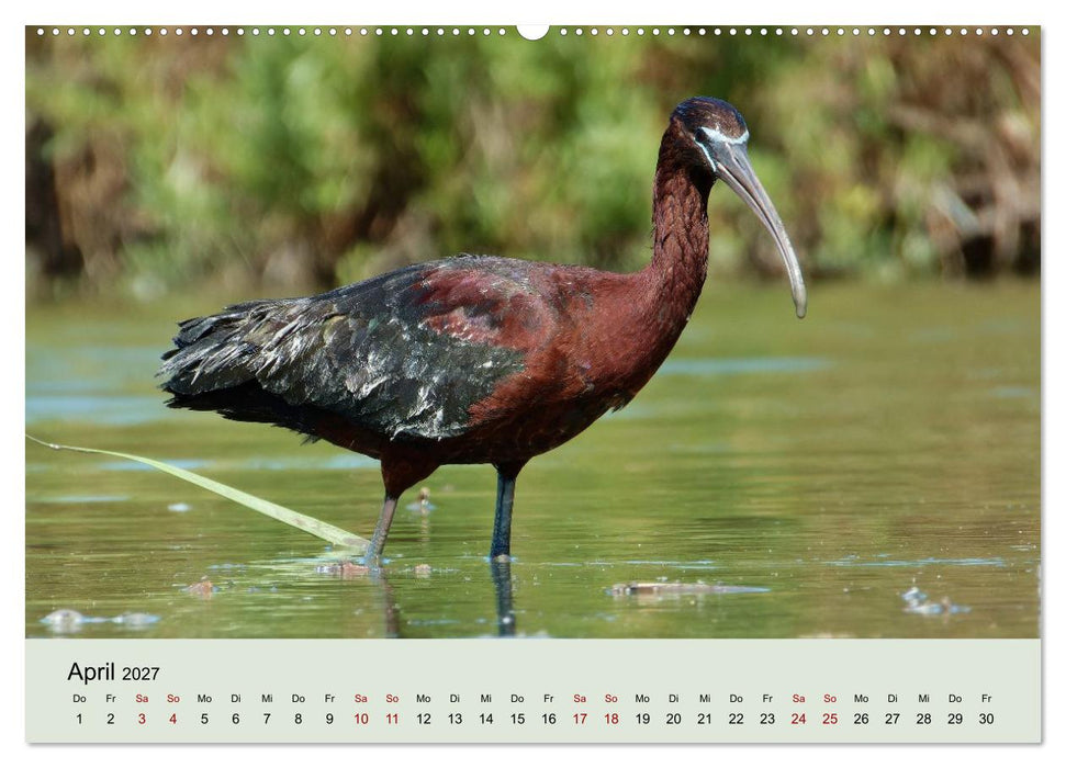 Flamingo und Co - Faszinierende Vogelwelt Südfrankreichs (CALVENDO Premium Wandkalender 2027)