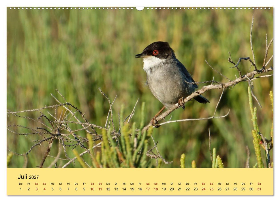 Flamingo und Co - Faszinierende Vogelwelt Südfrankreichs (CALVENDO Premium Wandkalender 2027)