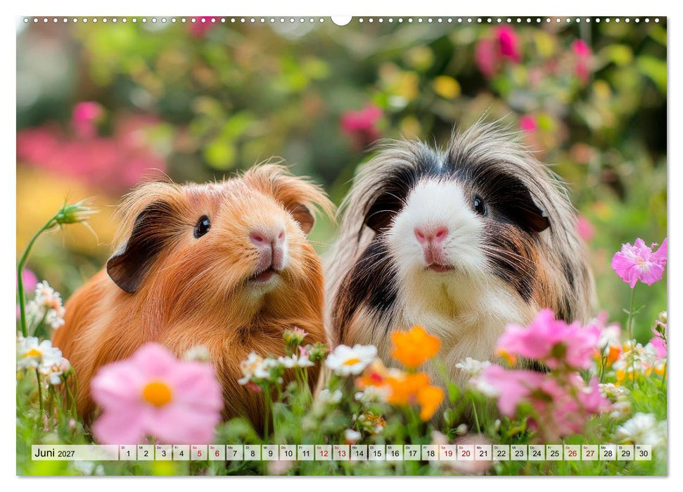 Meerschweinchen - Flauschige Freunde fürs Herz (CALVENDO Premium Wandkalender 2027)