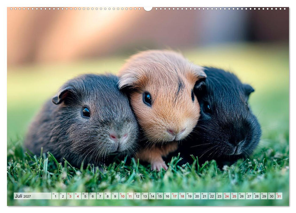 Meerschweinchen - Flauschige Freunde fürs Herz (CALVENDO Premium Wandkalender 2027)