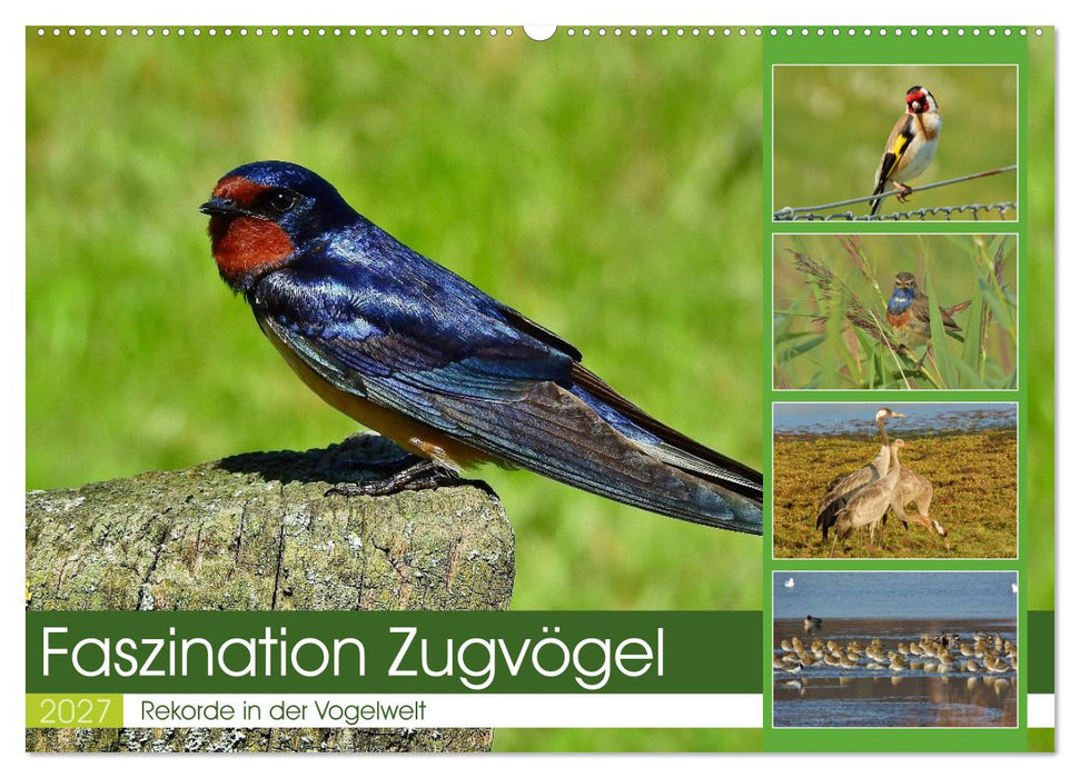 Faszination Zugvögel - Rekorde in der Vogelwelt (CALVENDO Wandkalender 2027)