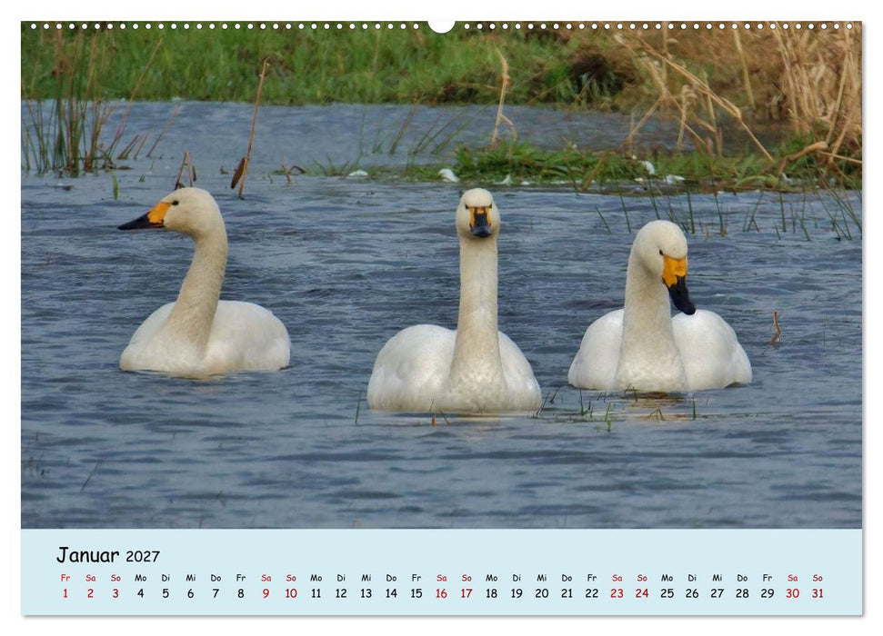 Faszination Zugvögel - Rekorde in der Vogelwelt (CALVENDO Wandkalender 2027)