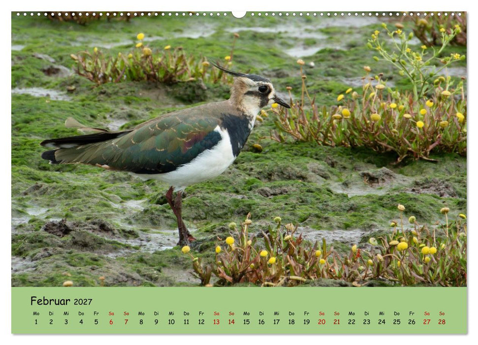 Faszination Zugvögel - Rekorde in der Vogelwelt (CALVENDO Wandkalender 2027)