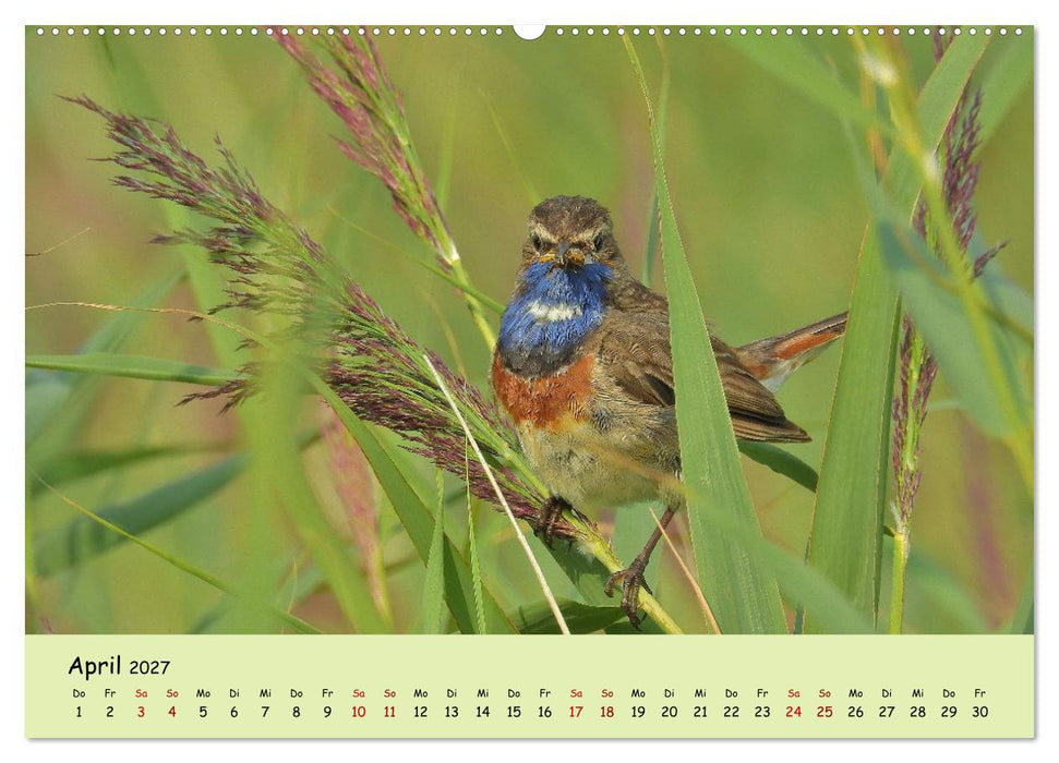 Faszination Zugvögel - Rekorde in der Vogelwelt (CALVENDO Wandkalender 2027)
