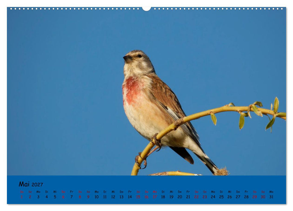 Faszination Zugvögel - Rekorde in der Vogelwelt (CALVENDO Wandkalender 2027)