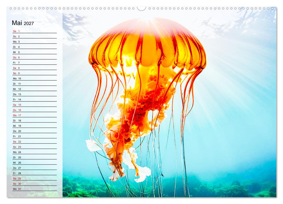 Quallen - Faszinierende Urzeitwesen der Meere (CALVENDO Wandkalender 2027)