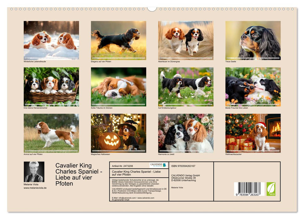 Cavalier King Charles Spaniel - Liebe auf vier Pfoten (CALVENDO Wandkalender 2027)
