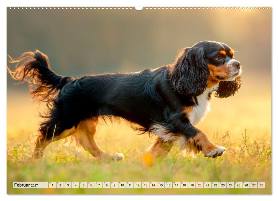 Cavalier King Charles Spaniel - Liebe auf vier Pfoten (CALVENDO Wandkalender 2027)