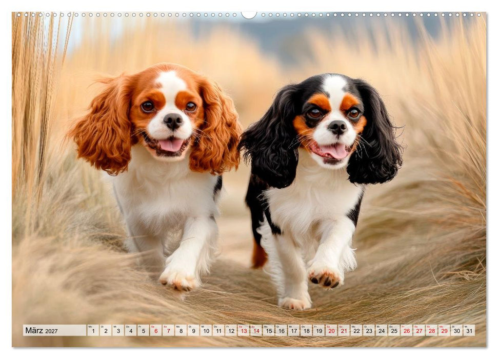 Cavalier King Charles Spaniel - Liebe auf vier Pfoten (CALVENDO Wandkalender 2027)