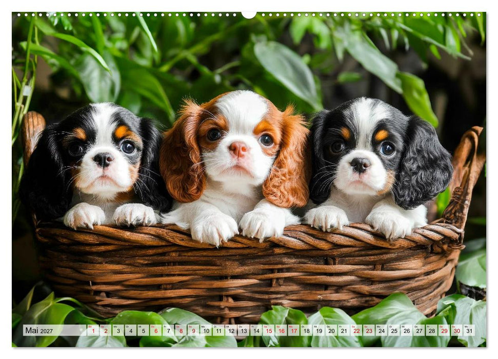 Cavalier King Charles Spaniel - Liebe auf vier Pfoten (CALVENDO Wandkalender 2027)